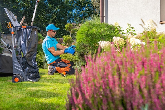 Arizona Sunset Landscaping project